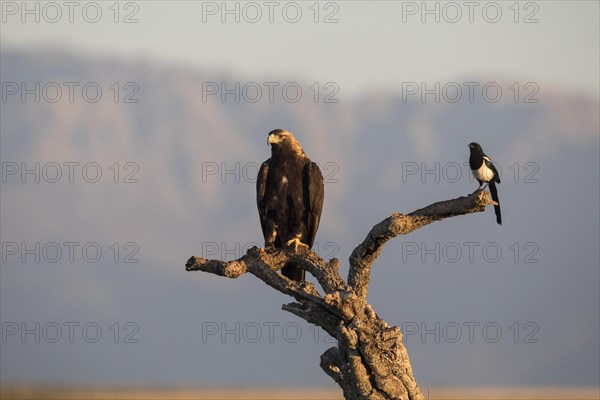 Iberian Eagle, Spanish Imperial Eagle (Aquila adalberti) and european magpie (Pica pica),