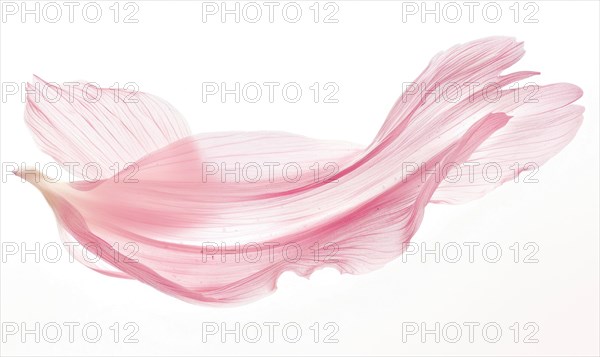 A lone brush stroke creating a chamomile petal. Pastel pink paint stroke on white background AI