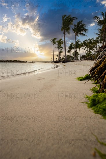 Caribbean dream beach with palm trees, white sandy beach and turquoise-coloured, crystal-clear