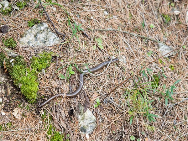 Slow worm (Anguis fragilis), near Tragoess, Styria, Austria, Europe