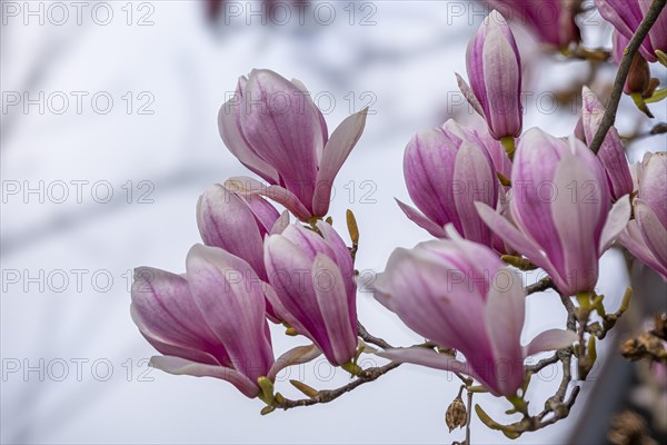 Blossoms of a magnolia (Magnolia), magnolia blossom, magnolia x soulangeana (Magnolia