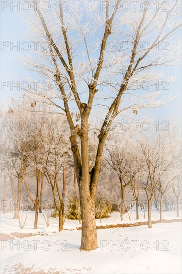 Winter landscape large leafless tree with frost on branches in middle of field covered with snow
