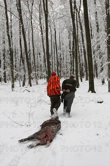 Wild boar hunt, hunting helpers drag a shot wild boar (Sus scrofa) through the snow to the assembly