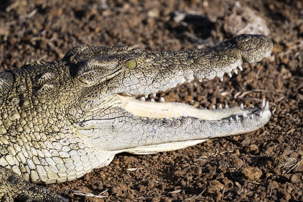Nile crocodile (Crocodylus niloticus) Mziki Private Game Reserve, North West Province, South