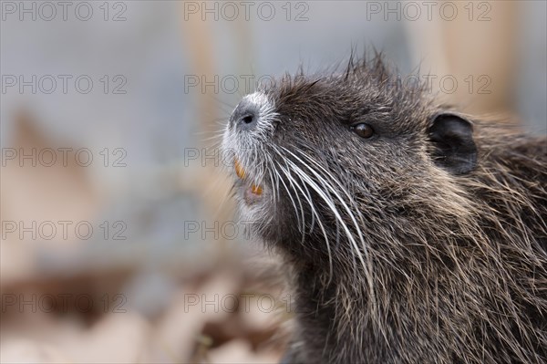 Nutria (Myocastor coypus), holding up nose, showing teeth, profile view, close-up of head and
