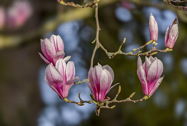 Blossoms of a magnolia (Magnolia), magnolia x soulangeana (Magnolia xsoulangeana), magnolia