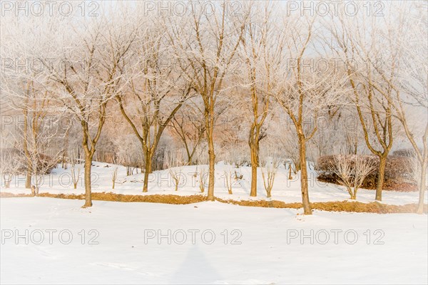 Leafless trees with frost on their branches in a snow covered public park on a winter morning with