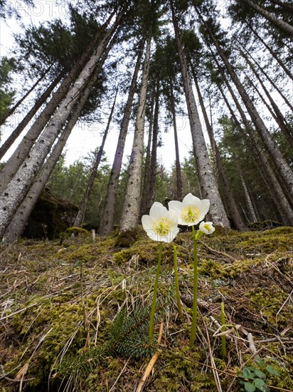 Christmas rose (Helleborus niger), near Tragoess, Styria, Austria, Europe