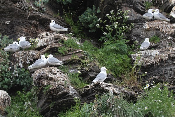 Black-legged kittiwakes (Rissa tridactyla) adults at their nests, Ekkeroy bird cliffs on the