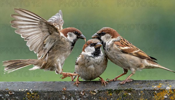 Animals, bird, sparrow, house sparrow, Passer domesticus, three sparrows fighting with each other,