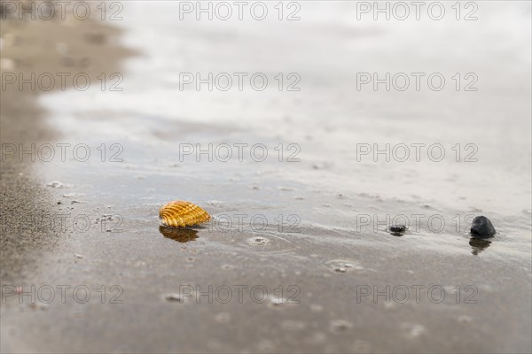 A solitary seashell stands out on a wet sandy beach as the tide recedes, leaving behind a textured