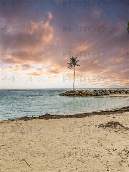 Caribbean dream beach with palm trees, white sandy beach and turquoise-coloured, crystal-clear