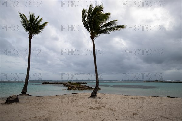 Caribbean dream beach with palm trees, white sandy beach and turquoise-coloured, crystal-clear