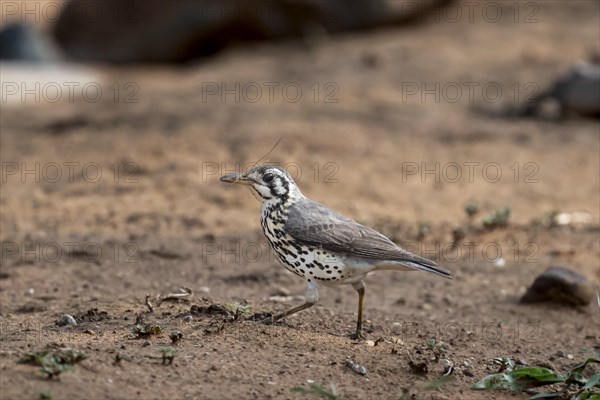 Acacia Thrush (Psophocichla litsitsirupe), Madikwe Game Reserve, North West Province, South Africa,