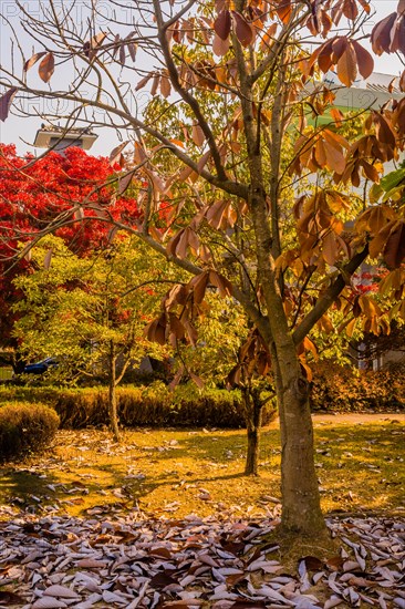 Vibrant red autumn leaves on a tree with a blue jay, over a garden bed of fallen leaves, in South