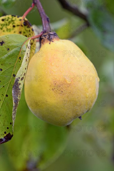 Fruit tree, quince (Cydonia oblonga), branch with a ripe fruit and raindrops, Moselle,