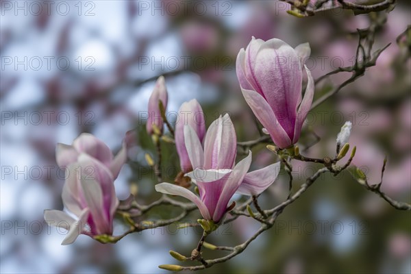 Blossoms of a magnolia (Magnolia), magnolia x soulangeana (Magnolia xsoulangeana), magnolia