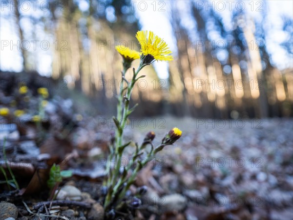 Coltsfoot (Tussilago farfara), background blur from a forest edge, Leoben, Styria, Austria, Europe