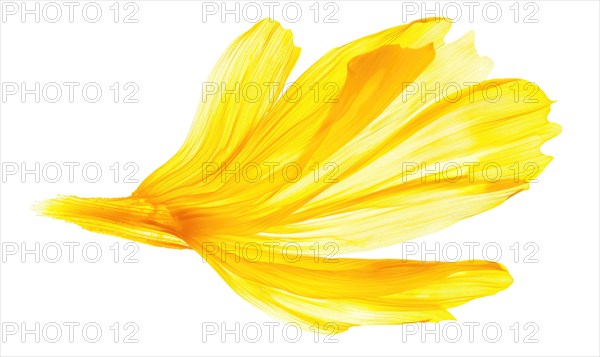 A petal-shaped brush stroke in soft yellow, resembling a chamomile petal. Yellow petal on a white