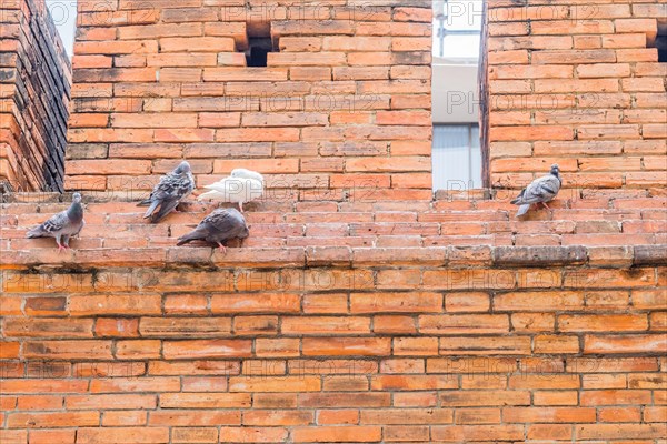 Pigeons perched on the ledge of a textured orange brick wall, in Chiang Mai, Thailand, Asia