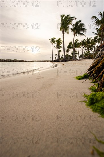 Caribbean dream beach with palm trees, white sandy beach and turquoise-coloured, crystal-clear