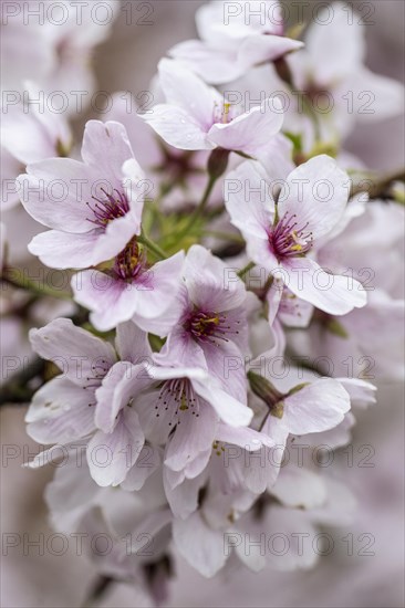 Japanese cherry (Prunus serrulata), Emsland, Lower Saxony, Germany, Europe