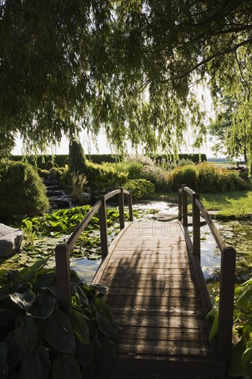 Silhouetted Salix, Weeping Willow tree branches and brown wooden footbridge bordered by Hosta