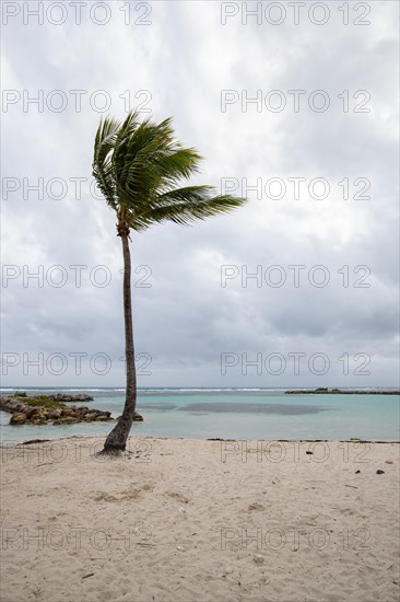 Caribbean dream beach with palm trees, white sandy beach and turquoise-coloured, crystal-clear