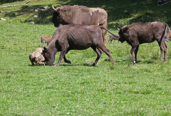 European bison (Bison bonasus) cow attacking a helpless calf lying on the ground, captive, Sweden,