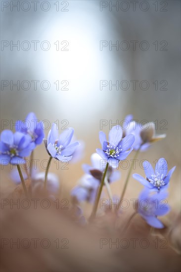 Common liverwort (Hepatica nobilis), flowers in the sunlight between leaves on the forest floor,