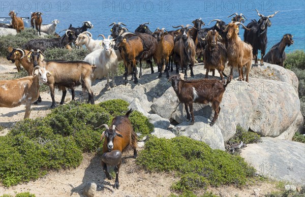 Goats on rocks overlooking the sea under a clear blue sky, Kriaritsi, Sithonia, Chalkidiki, Central