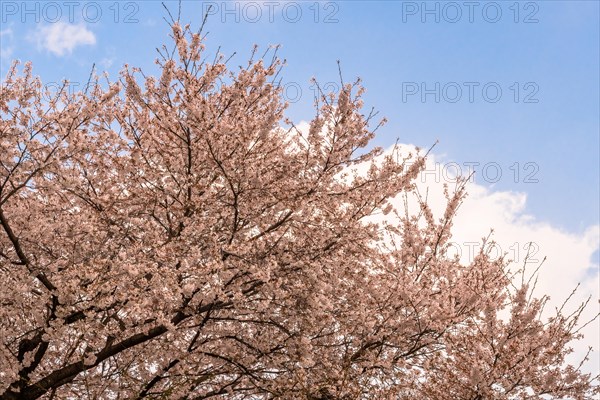 Top of beautiful cherry blossom tree branches against blue sky with puffy white clouds in Daejeon,