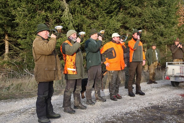 Wild boar (Sus scrofa) Hunting horn blowers blowing signal sow dead in the forest, tradition,