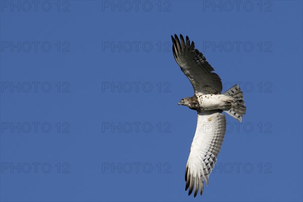 Black-chested snake eagle (Circaetus pectoralis), Mziki Private Game Reserve, North West Province,