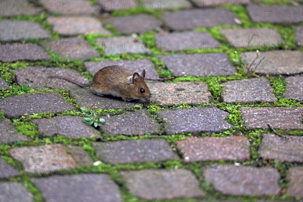 House mouse (Mus musculus)