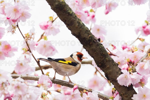 European goldfinch (Carduelis carduelis) on a branch with cherry blossoms in focus against a
