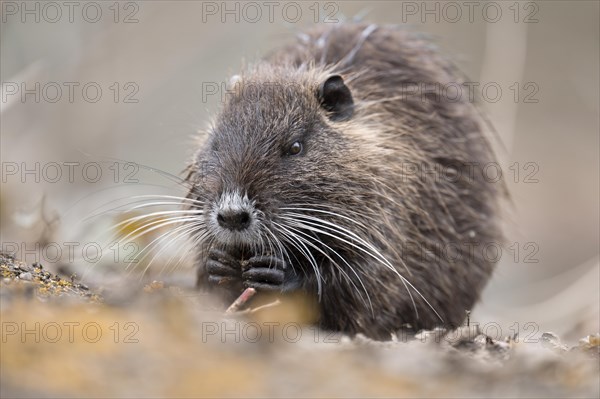 Nutria (Myocastor coypus), holding something in its paws, eating, frontal side view, close-up,