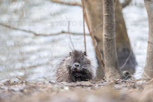 Nutria (Myocastor coypus), wet, coming out of the water, making a funny face, facial expression,