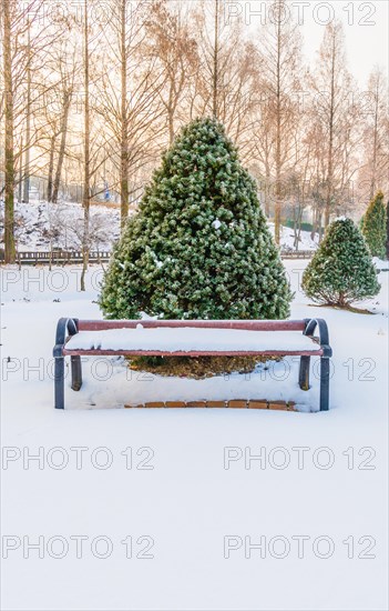 Winter landscape of wooden park bench in front of a vibrant evergreen tree covered with snow in a