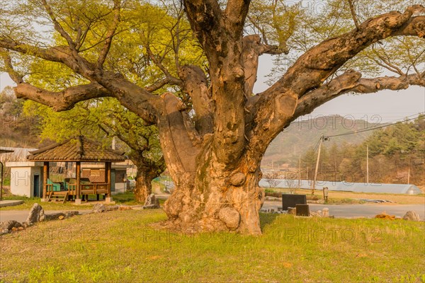 Large tree in rural farming community. Tree is 630 years old, 25 meters tall and with girth of 7.5