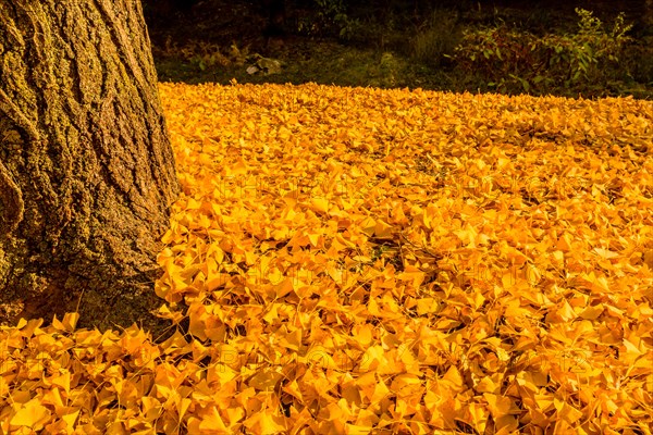 A tree trunk with a dense carpet of vibrant yellow ginkgo leaves around it, in South Korea