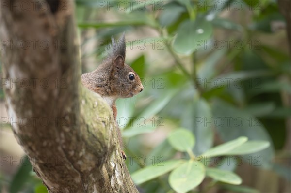 Eurasian red squirrel (Sciurus vulgaris), hidden behind a thicker curved branch, head visible,
