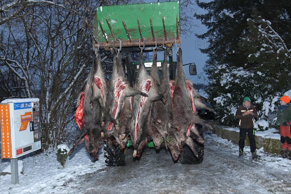 Wild boar (Sus scrofa) that have been killed and broken open are brought to the assembly point,