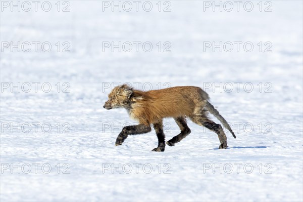 Red fox. Vulpes vulpes. Red fox affected with sarcoptic mange, a desease caused by the Sarcoptes