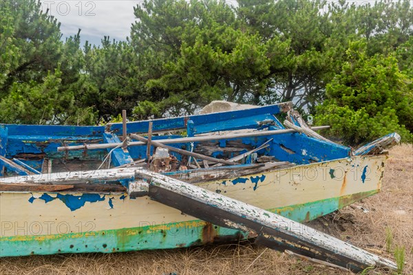 Abandoned boat wreckage with blue and yellow peeling paint amidst dense foliage, in Ulsan, South