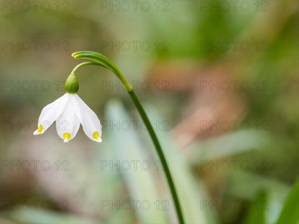 Spring snowdrop (Leucojum vernum), March snowdrop, March bell, large snowdrop. Amaryllis family