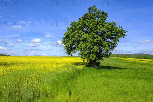 Single tree at the edge of a field, right between a flowering rape field and a meadow, in West