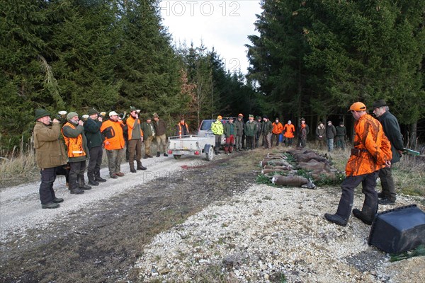 Wild boar (Sus scrofa) Hunting horn blowers blowing a dead sow signal in the forest, tradition,