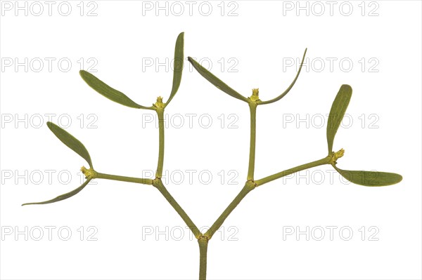 Branch of the pine mistletoe (Viscum laxum) with female flowers, a shoot semi-parasite, Valais,