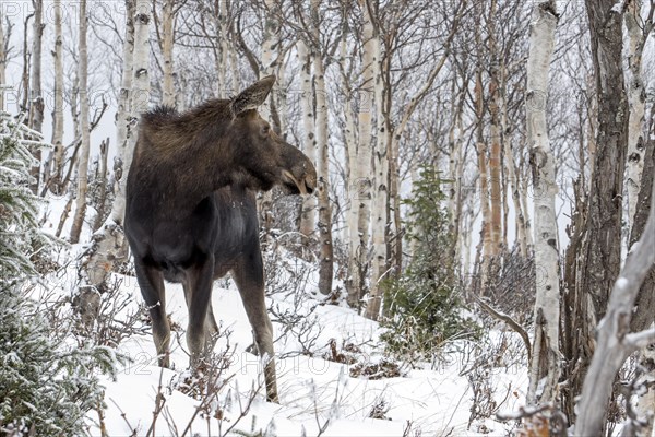 Moose. Alces alces. Moose cow standing and watching in a snow-covered forest in late fall. Gaspesie